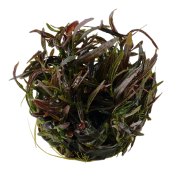 Hygrophila lancea 'Araguaia', 1-2-Grow! 