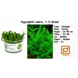Hygrophila odora, 1-2-Grow!
