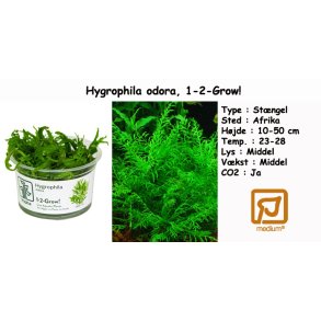 Hygrophila odora, 1-2-Grow!