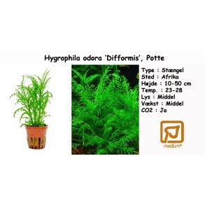 Hygrophila odora 'Difformis', Potte