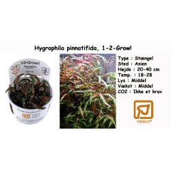 Hygrophila pinnatifida, 1-2-Grow! 