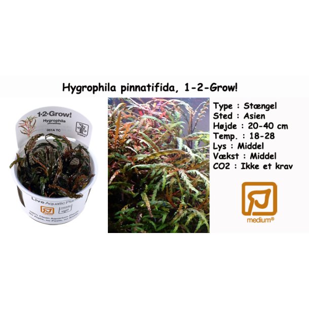 Hygrophila pinnatifida, 1-2-Grow! 
