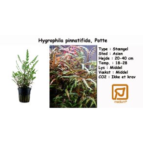Hygrophila pinnatifida, Potte
