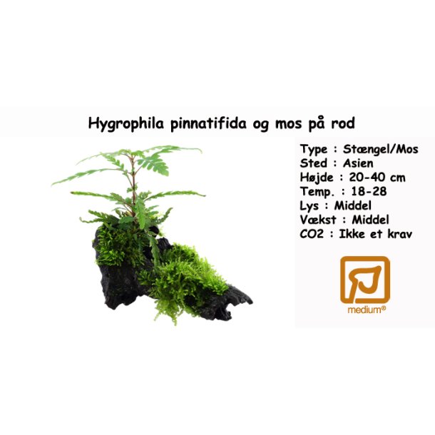 Hygrophila pinnatifida og mos p rod