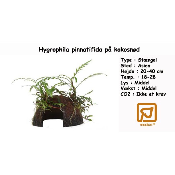 Hygrophila pinnatifida p kokosnd