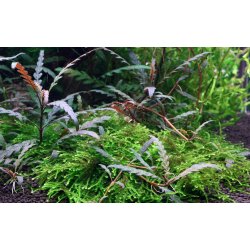 Hygrophila pinnatifida, 1-2-Grow! 