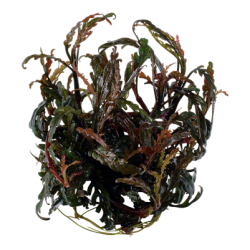 Hygrophila pinnatifida, 1-2-Grow! 