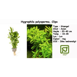Hygrophila polysperma, Clips