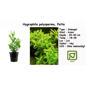 Hygrophila polysperma, Potte