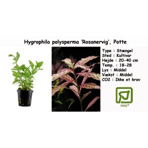 Hygrophila polysperma 'Rosanervig', Potte