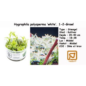 Hygrophila polysperma 'white', 1-2-Grow! 