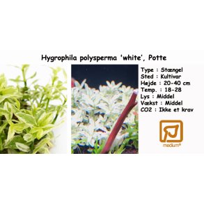 Hygrophila polysperma 'white', Potte