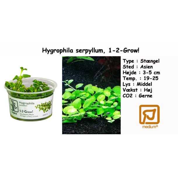 Hygrophila serpyllum, 1-2-Grow!