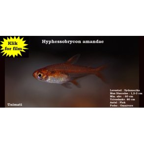 Hyphessobrycon amandae - Gldetetra