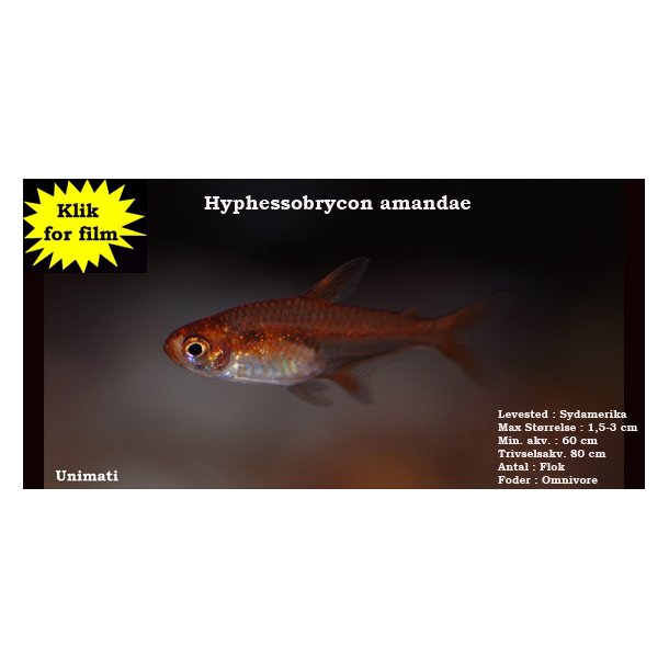 Hyphessobrycon amandae - Gldetetra