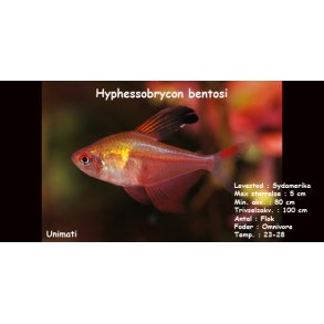 Hyphessobrycon bentosi