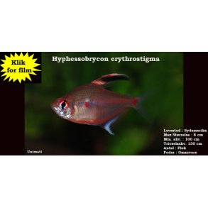Hyphessobrycon erythrostigma VF - Bldende hjerte