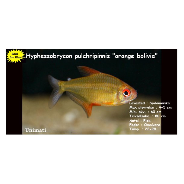 Hyphessobrycon pulchripinnis "orange bolivia"
