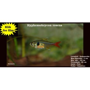 Hyphessobrycon roseus - Gul fantomtetra