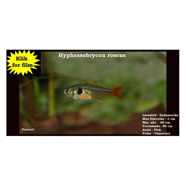 Hyphessobrycon roseus - Gul fantomtetra