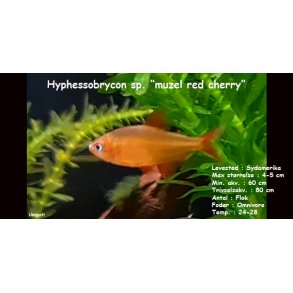 Hyphessobrycon sp. 