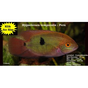 Hypselecara temporalis