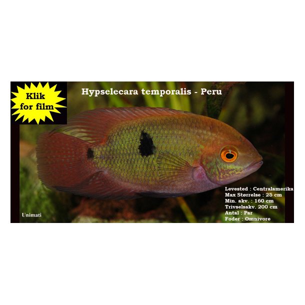 Hypselecara temporalis