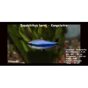 Inpaichthys kerri - Kongetetra