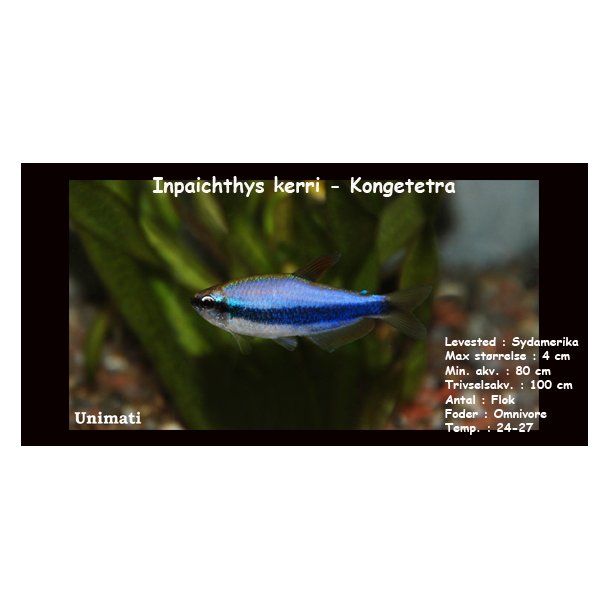 Inpaichthys kerri - Kongetetra
