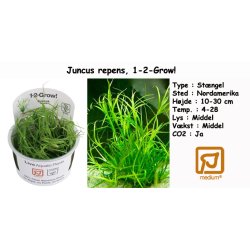 Juncus repens, 1-2-Grow! 