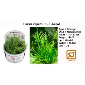 Juncus repens, 1-2-Grow! 