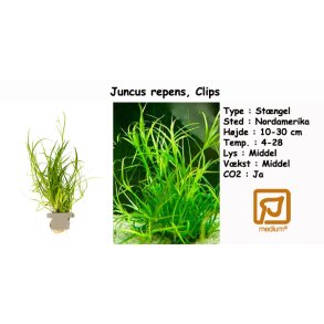 Juncus repens, Clips