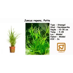 Juncus repens, Potte
