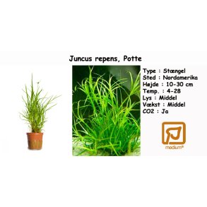 Juncus repens, Potte