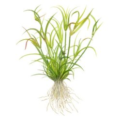 Juncus repens, 1-2-Grow! 