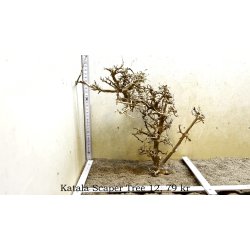 Katala Scaper Tree (WYSIWYG)