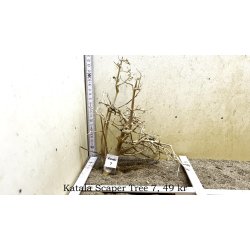 Katala Scaper Tree (WYSIWYG)