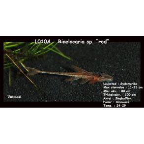 L010A - Rinelocaria sp. 