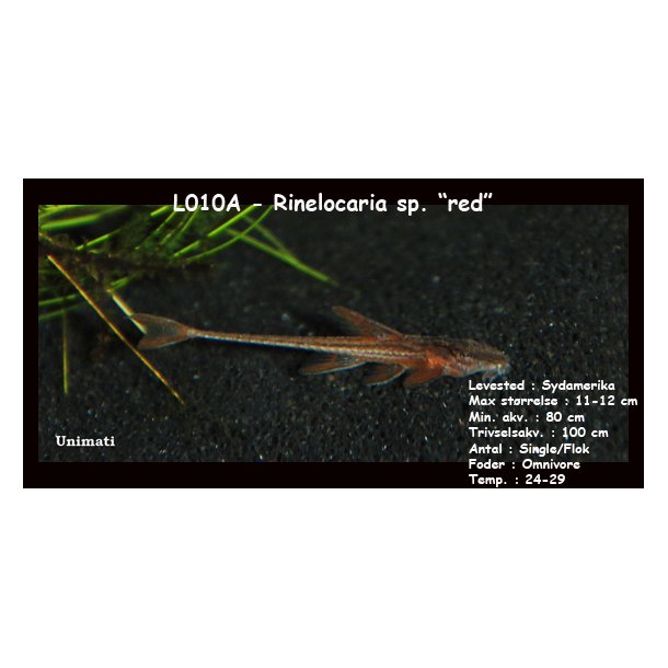 L010A - Rinelocaria sp. "red"