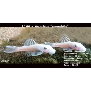L144 - Ancistrus 