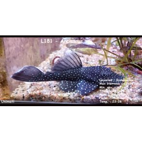 L181 - Ancistrus sp. 