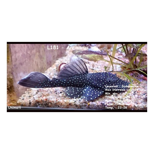 L181 - Ancistrus sp. 