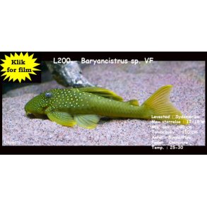 L200 - Baryancistrus sp. VF