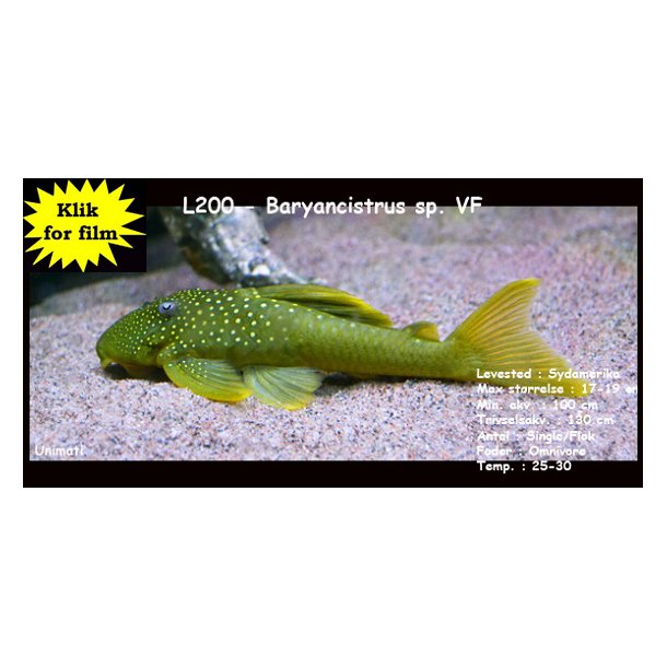 L200 - Baryancistrus sp. VF
