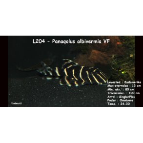 L204 - Panaqolus albivermis VF
