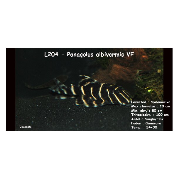 L204 - Panaqolus albivermis VF