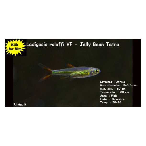 Ladigesia roloffi VF - Jelly Bean Tetra