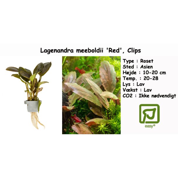 Lagenandra meeboldii 'Red', Clips