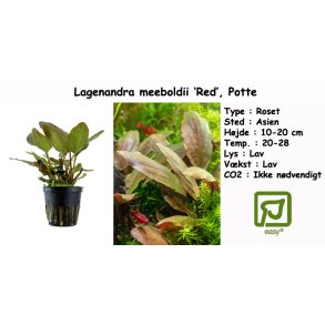Lagenandra meeboldii 'Red', Potte