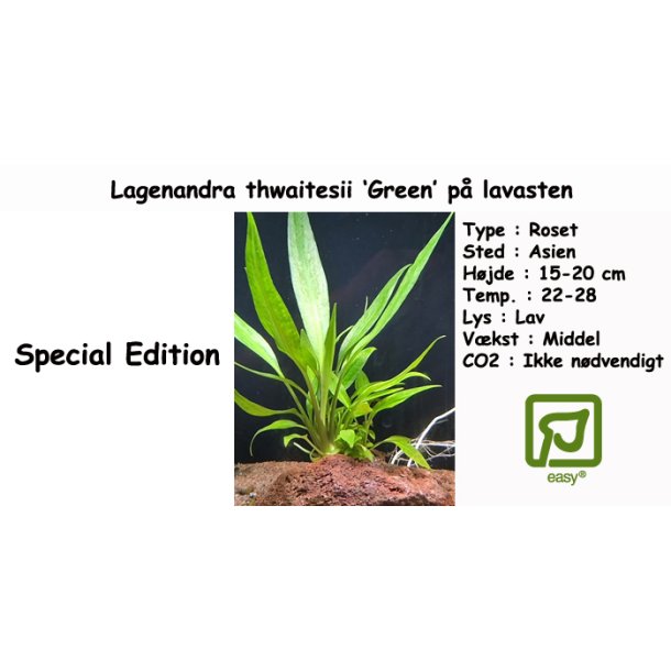 Lagenandra thwaitesii �Green� p� lavasten